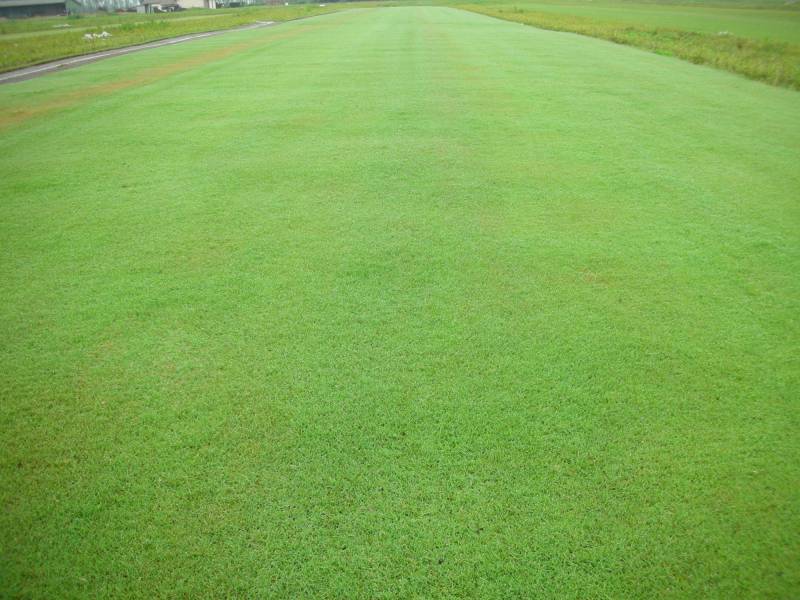 Le gazon naturel en rouleau à Montpellier : un résultat parfait en quelques heures, le choix idéal !