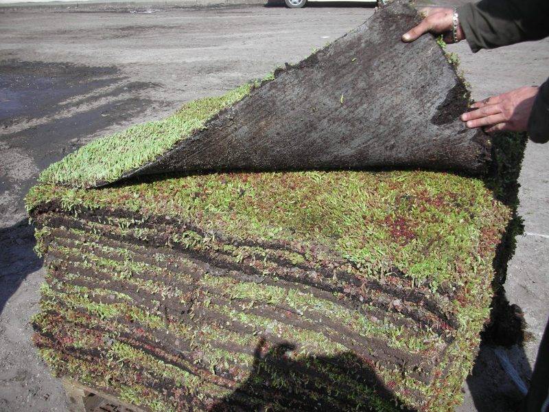 LA NATTE OU PLAQUE DE SÉDUM