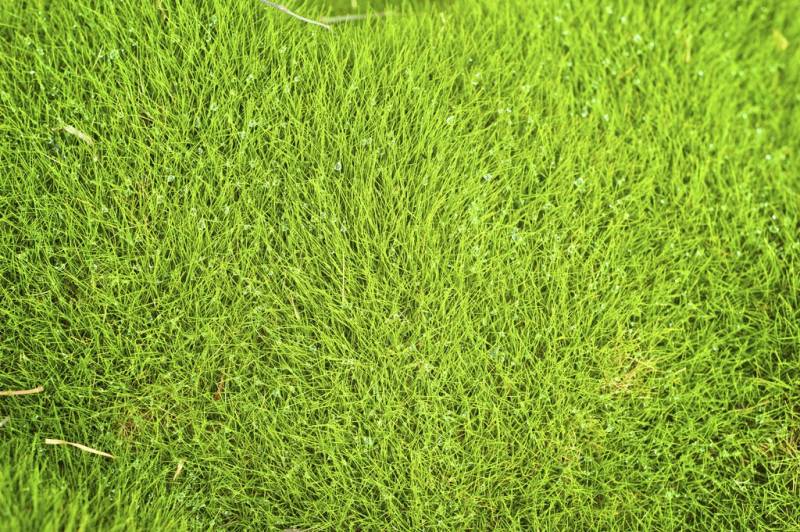 Gazon Zoysia tenuifolia en plaques par Evertop , producteur en Gironde