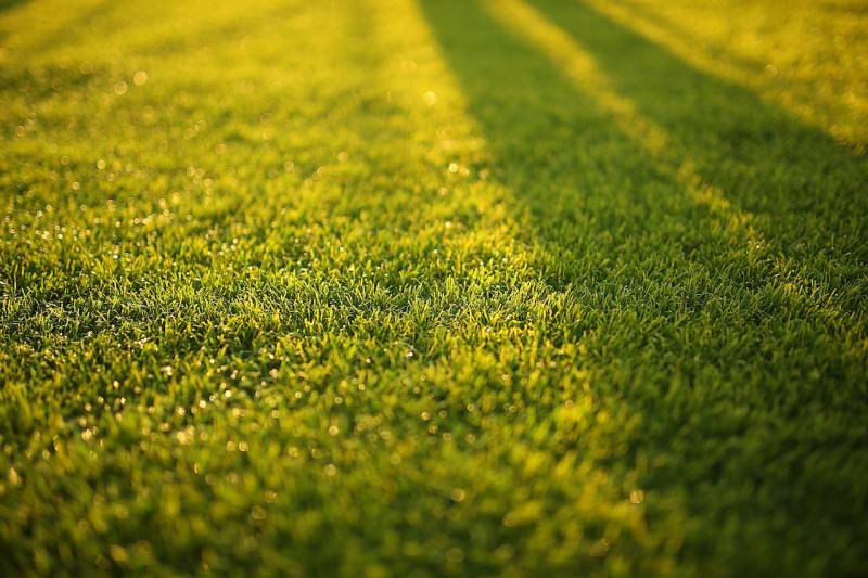 Vente en gros de gazon naturel en plaque ( ou en rouleau) spécial sécheresse pour les paysagistes