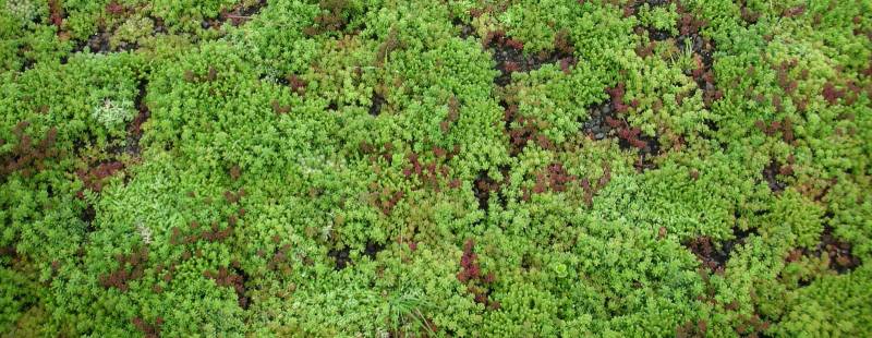 Pourquoi le sedum convient-il particulièrement à un toit végétal ?